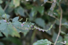 Pogostemon paniculatus